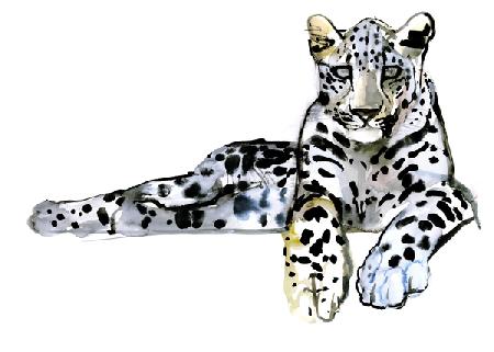 Arabian Leopard 2008