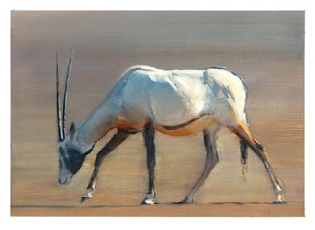 Arabian Oryx 2010