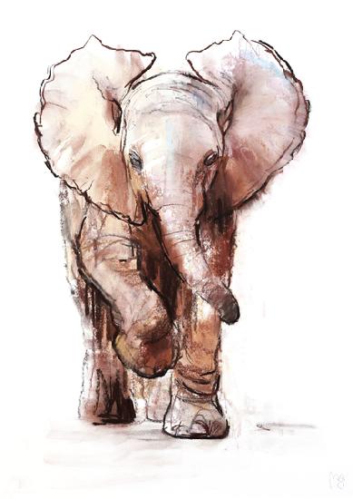 Baby Elephant, Loisaba 2018