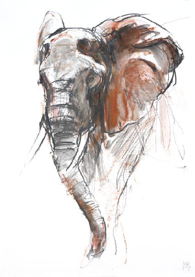 Beautiful Female Elephant, Loisaba 2018