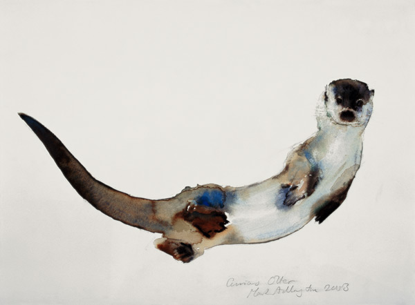 Curious Otter von Mark  Adlington