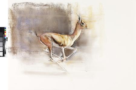 Desert Wind (Arabian Gazelle) 2010