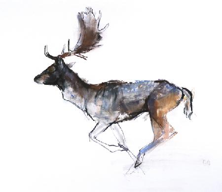 Evening Buck (Fallow deer) 2007