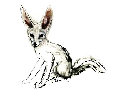 Foxy (Sand Fox) 2009