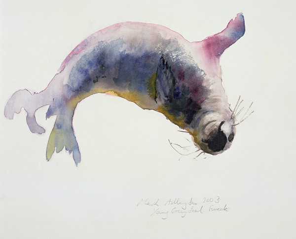 Young grey seal, Gweek von Mark  Adlington