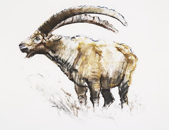 Ibex, Noasca von Mark  Adlington