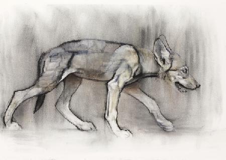 Lean Pup (Arabian Wolf) 2009