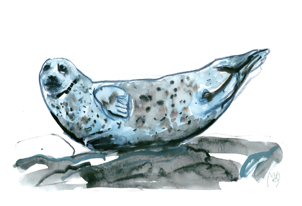 Rocky (seal) von Mark  Adlington