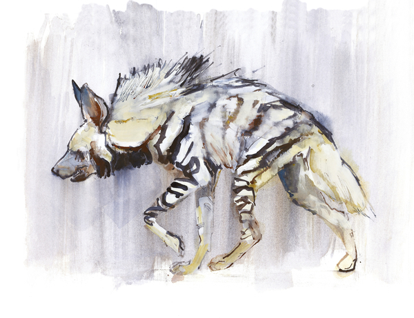 Striped Hyaena von Mark  Adlington