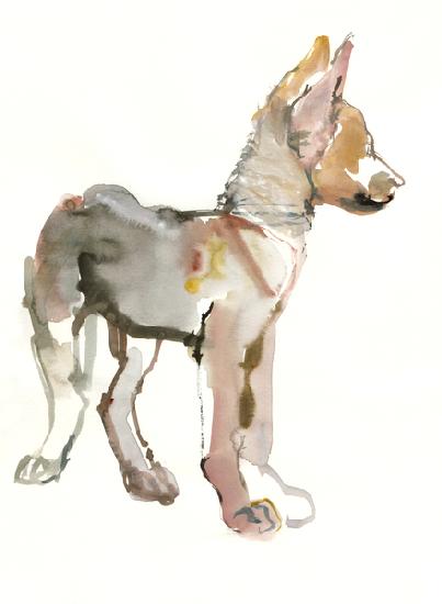 Waggle (Arabian Wolf Pup) 2011