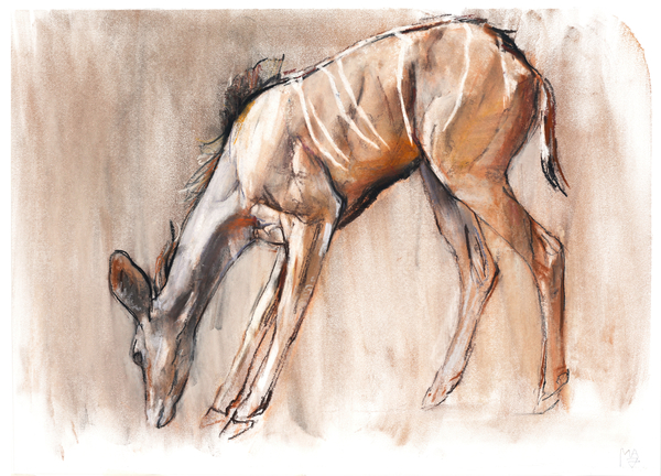 Young Kudu, Loisaba von Mark  Adlington