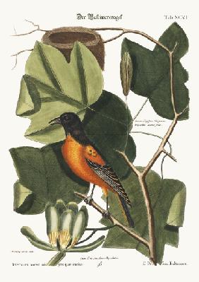 The Baltimore Bird 1749-73