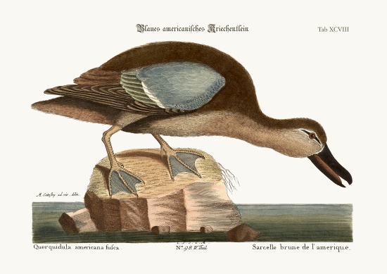 The Blue-wing Teal von Mark Catesby