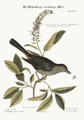 The Cat-Bird 1749-73