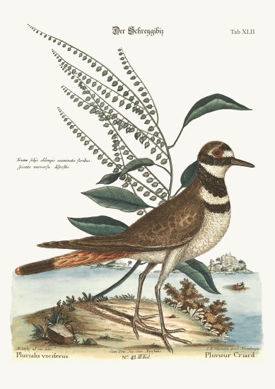 The Chattering Plover von Mark Catesby