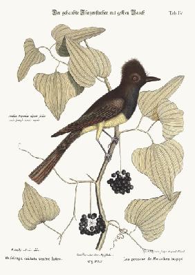 The crested Flycatcher 1749-73