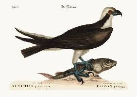 The fishing Hawk 1749-73