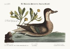 The Ilathera Duck 1749-73