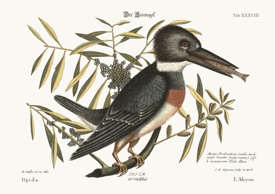 The Kingfisher von Mark Catesby