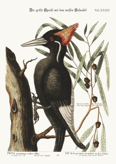 The largest white-bill Woodpecker von Mark Catesby