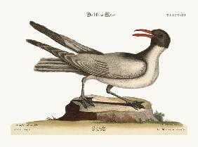 The Laughing Gull 1749-73