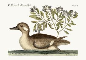 The little brown Duck 1749-73