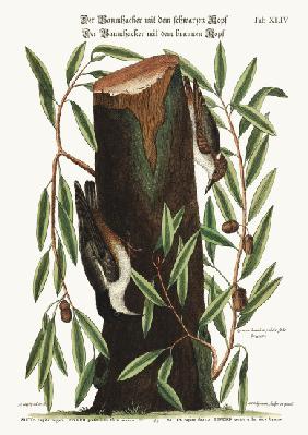 The Nuthatch. The small Nuthatch 1749-73
