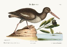 The Oyster Catcher 1749-73
