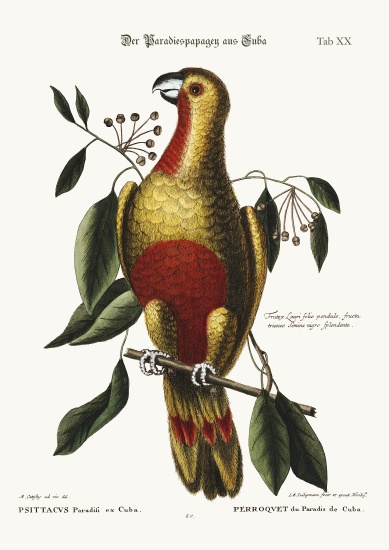 The Parrot of Paradise of Cuba von Mark Catesby