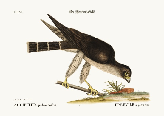 The Pigeon Hawk von Mark Catesby