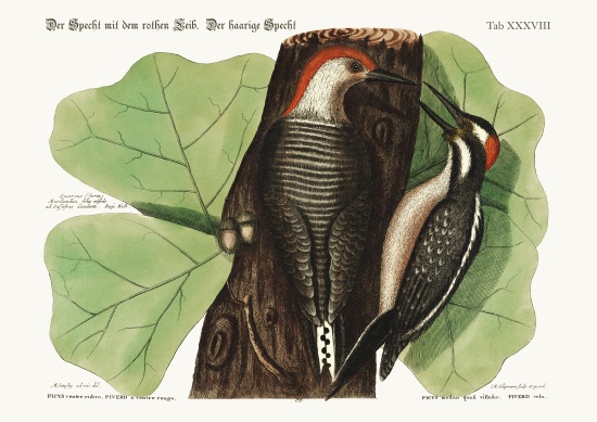 The red-bellied Woodpecker. The hairy Woodpecker. von Mark Catesby