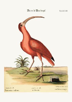 The red Curlew 1749-73