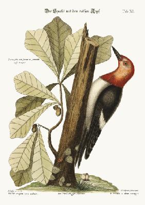 The red-headed Woodpecker 1749-73