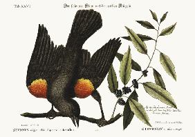 The red-winged Starling 1749-73