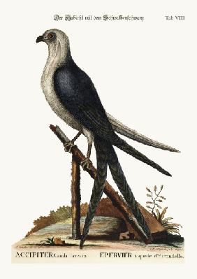 The Swallow-tail Hawk 1749-73