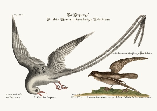 The Tropick Bird. The Storm-Finck or Pittrel von Mark Catesby