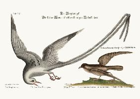 The Tropick Bird. The Storm-Finck or Pittrel 1749-73