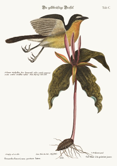 The yellow breasted Chat von Mark Catesby