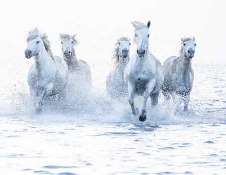 Pferde auf der Flucht