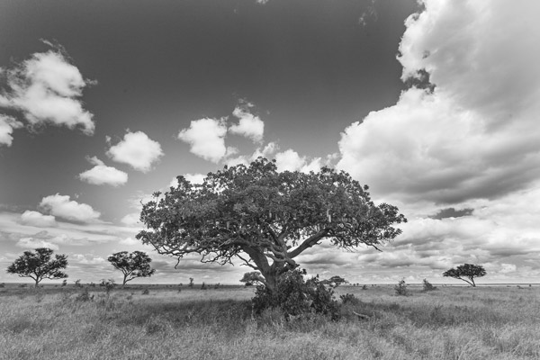 Tree (2) von Lucas Martin