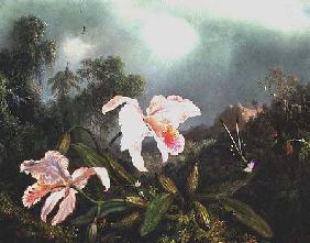 Jungle orchids and hummingbirds 1872