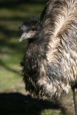 Großer Emu von Martina Berg