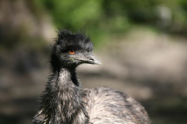 Großer Emu von Martina Berg