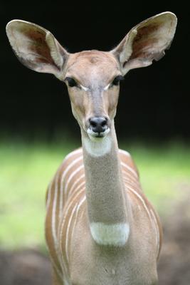 Kleiner Kudu von Martina Berg