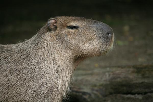 Capybara von Martina Berg