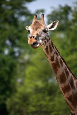 Giraffe von Martina Berg