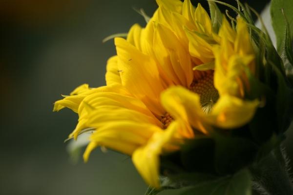 Sonnenblume von Martina Berg