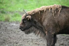 Wisent