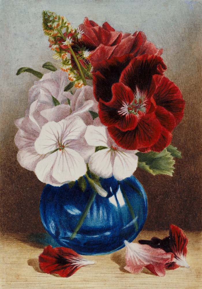 Claret and White Pelargoniums in a Blue Vase von Mary Elizabeth Duffield
