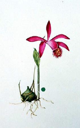 Orchidee Pleione Berapi
